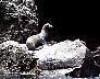 Devils Crown8.jpg